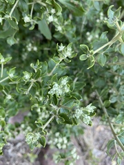 Phylica buxifolia