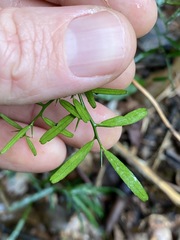 Citrus australis