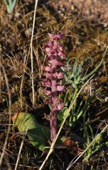 Lachenalia carnosa