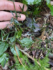 Citrus australis