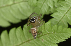 Yaginumaella lobata