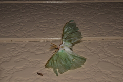 Actias aliena