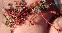 Crassula vaillantii