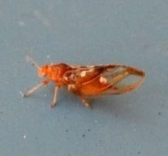 Phylloplecta tripunctata