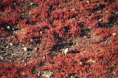 Crassula vaillantii