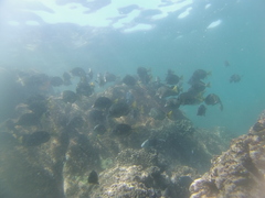 Microspathodon dorsalis