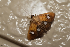 Nosophora semitritalis