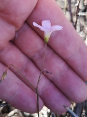 Oxalis lateriflora