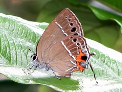 Satyrium formosanum