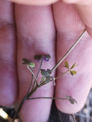 Oxalis lateriflora