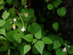 Begonia crenata
