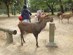 Cervus nippon