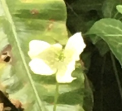 Anemonoides nemorosa