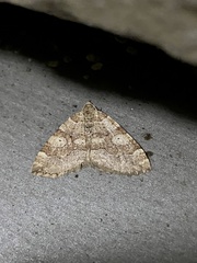 Idiotephria evanescens