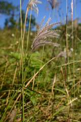 Saccharum formosanum