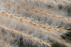 Saccharum formosanum