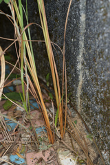 Saccharum formosanum