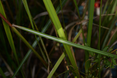 Saccharum formosanum