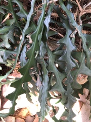 Selenicereus anthonyanus