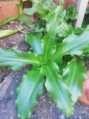 Veltheimia