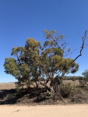 Eucalyptus incrassata
