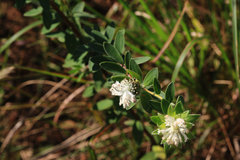 Lasiosiphon calocephalus