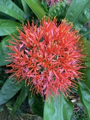 Scadoxus