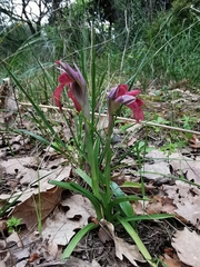 Bilamellaria
