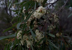 Eucalyptus polybractea