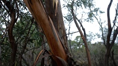 Eucalyptus polybractea