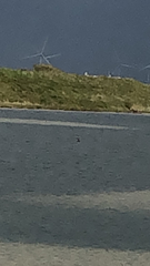 Podiceps cristatus