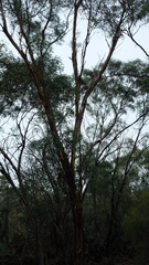 Eucalyptus polybractea