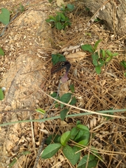 Aristolochia carterae