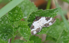 Melanthia procellata