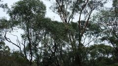 Eucalyptus polybractea