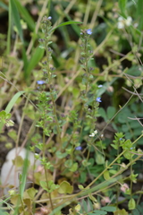Veronica praecox