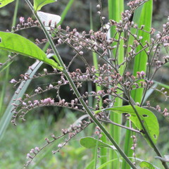 Eirmocephala brachiata