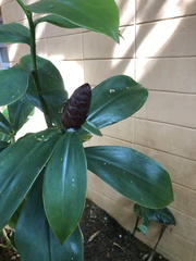 Costus spiralis