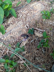 Aristolochia carterae