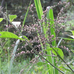 Eirmocephala brachiata