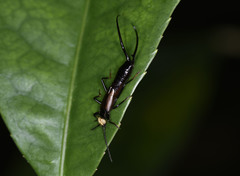 Paratimomenus flavocapitata