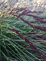 Elegia tectorum