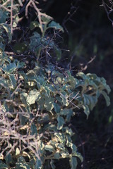 Solanum tomentosum