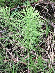Equisetum arvense