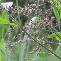 Eirmocephala brachiata