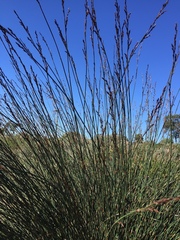 Elegia tectorum