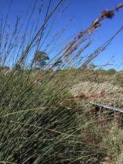 Elegia tectorum