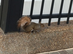Sciurus carolinensis