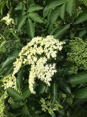 Sambucus nigra