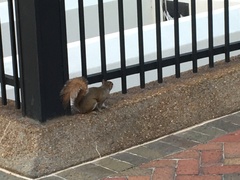 Sciurus carolinensis